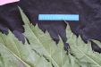 Thumbnail IMG_1627.JPG 