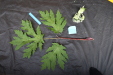 Thumbnail IMG_1628.JPG 