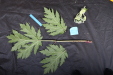 Thumbnail IMG_1630.JPG 