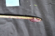 Thumbnail IMG_1631.JPG 