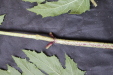 Thumbnail IMG_1632.JPG 