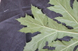 Thumbnail IMG_1634.JPG 