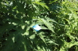 Thumbnail IMG_1702.JPG 