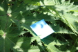 Thumbnail IMG_1703.JPG 