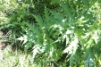 Thumbnail IMG_1706.JPG 
