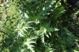 Thumbnail IMG_1707.JPG 
