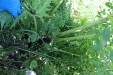 Thumbnail IMG_1709.JPG 