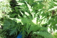 Thumbnail IMG_1710.JPG 