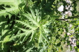 Thumbnail IMG_1711.JPG 