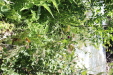 Thumbnail IMG_1712.JPG 