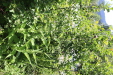 Thumbnail IMG_1713.JPG 