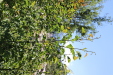 Thumbnail IMG_1714.JPG 