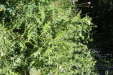 Thumbnail IMG_1717.JPG 