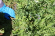 Thumbnail IMG_1718.JPG 
