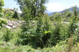 Thumbnail IMG_1720.JPG 