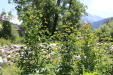 Thumbnail IMG_1721.JPG 