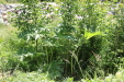 Thumbnail IMG_1722.JPG 
