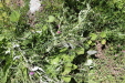 Thumbnail IMG_1723.JPG 