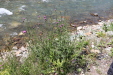Thumbnail IMG_1724.JPG 
