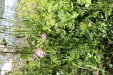 Thumbnail IMG_1726.JPG 