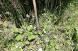 Thumbnail IMG_1730.JPG 