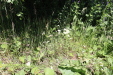Thumbnail IMG_1731.JPG 