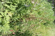 Thumbnail IMG_1732.JPG 