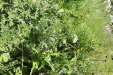 Thumbnail IMG_1733.JPG 