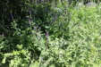 Thumbnail IMG_1734.JPG 