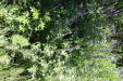 Thumbnail IMG_1735.JPG 