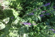 Thumbnail IMG_1736.JPG 