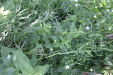 Thumbnail IMG_1737.JPG 