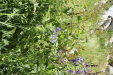Thumbnail IMG_1738.JPG 