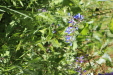 Thumbnail IMG_1739.JPG 