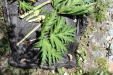 Thumbnail IMG_1740.JPG 