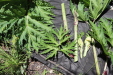 Thumbnail IMG_1741.JPG 