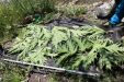 Thumbnail IMG_1742.JPG 