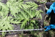 Thumbnail IMG_1743.JPG 