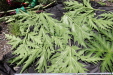 Thumbnail IMG_1744.JPG 