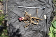 Thumbnail IMG_1763.JPG 