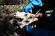 Thumbnail IMG_1766.JPG 