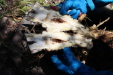 Thumbnail IMG_1767.JPG 
