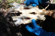 Thumbnail IMG_1768.JPG 