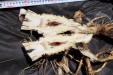 Thumbnail IMG_1769.JPG 