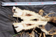 Thumbnail IMG_1770.JPG 