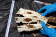 Thumbnail IMG_1772.JPG 