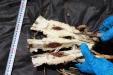 Thumbnail IMG_1774.JPG 