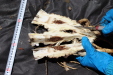Thumbnail IMG_1775.JPG 