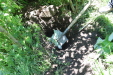 Thumbnail IMG_1779.JPG 