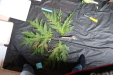 Thumbnail IMG_1986.JPG 